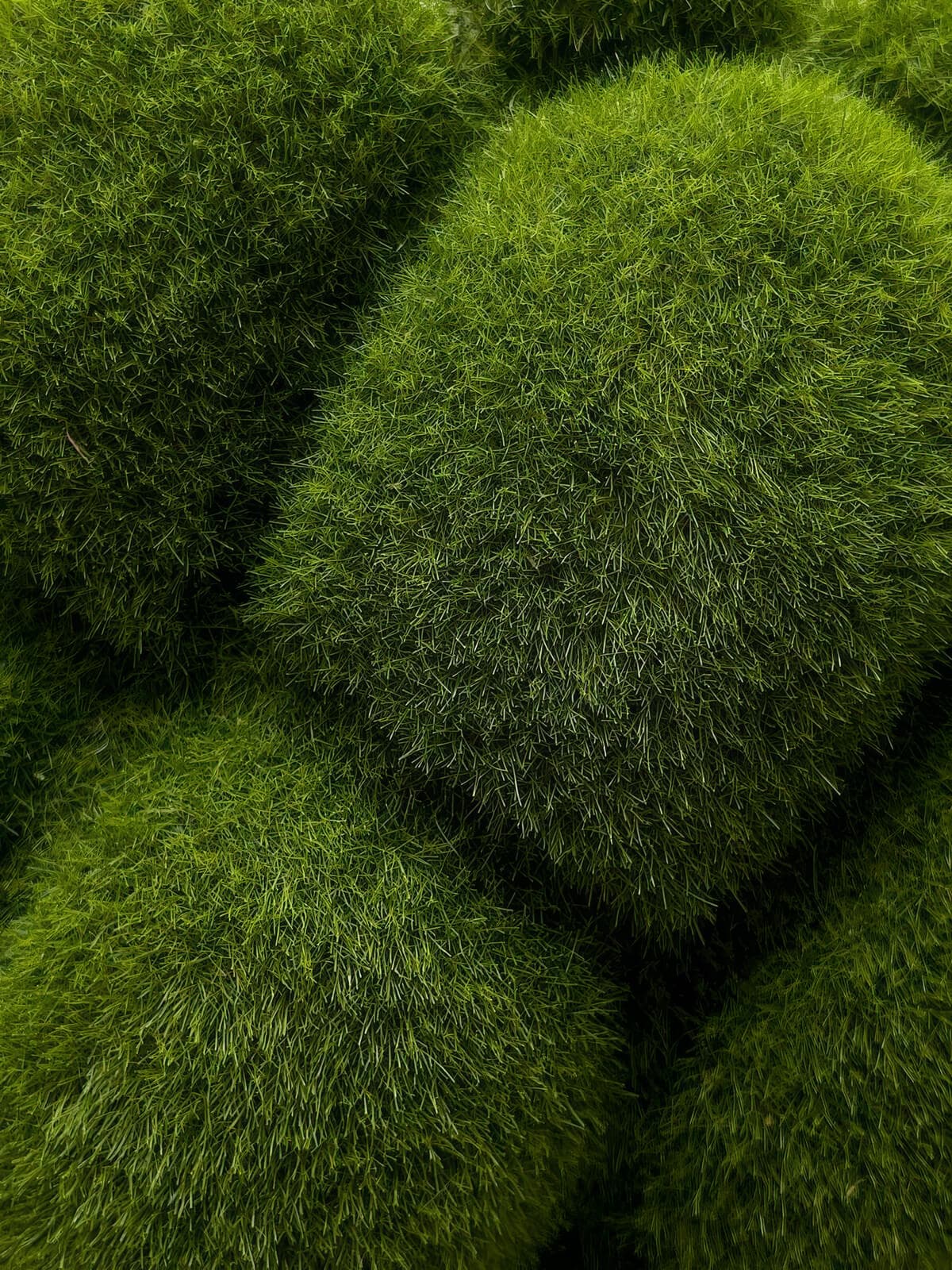 Halcyon — pair 1